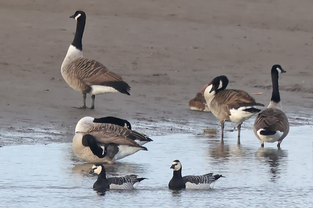 Barnacle geese